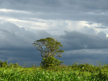 arbreau jabiru